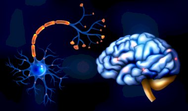 ნერვული სისტემის განვითარება პრენატალური პერიოდიდან